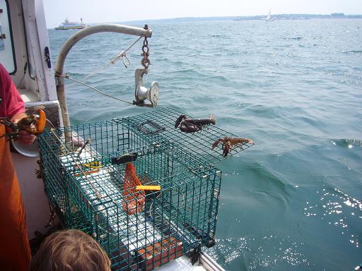 Lobster Catching